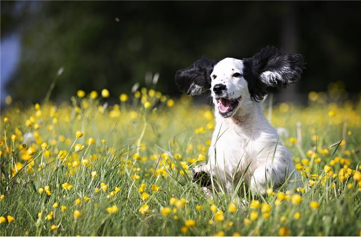 free pet insurance for puppies