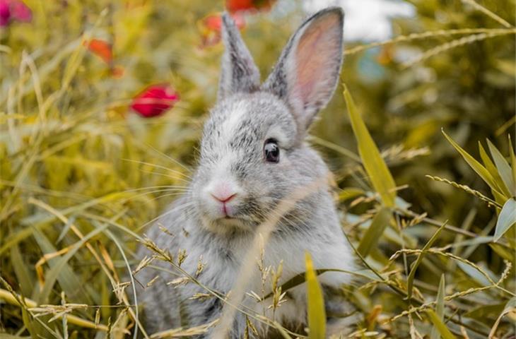 bunny insurance