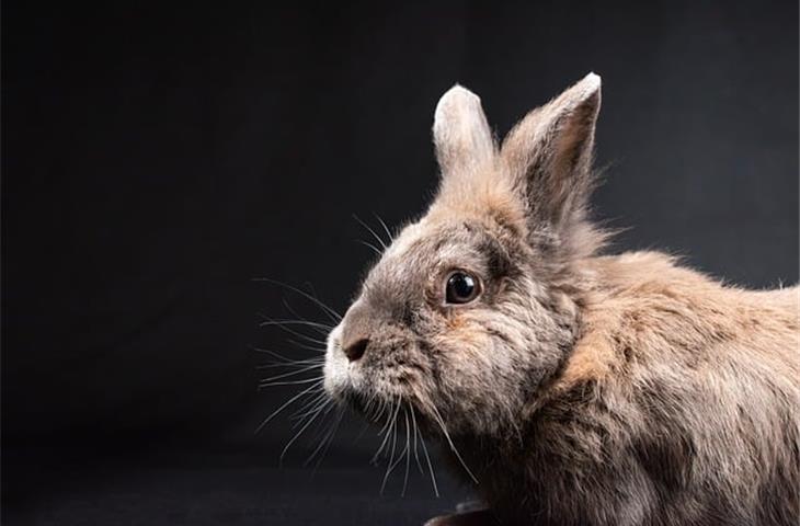 pet insurance for rabbits