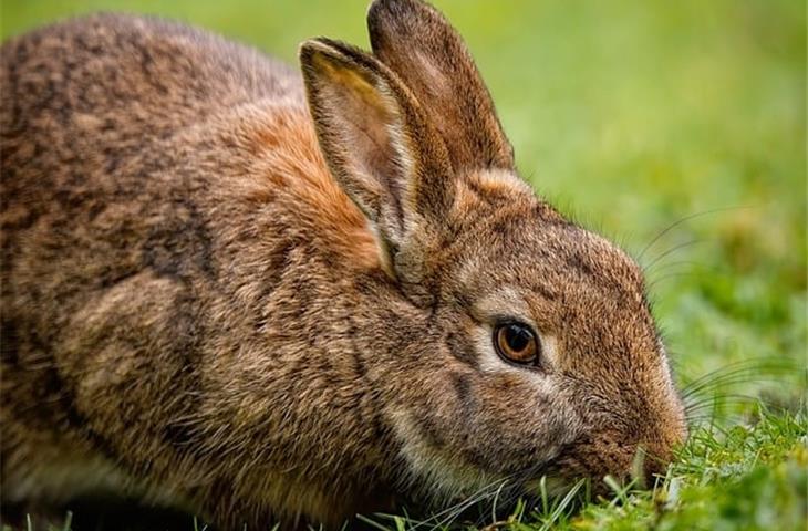 pet insurance for rabbits